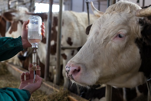Das Bild zeigt eine Kuh mit Tierarzt.