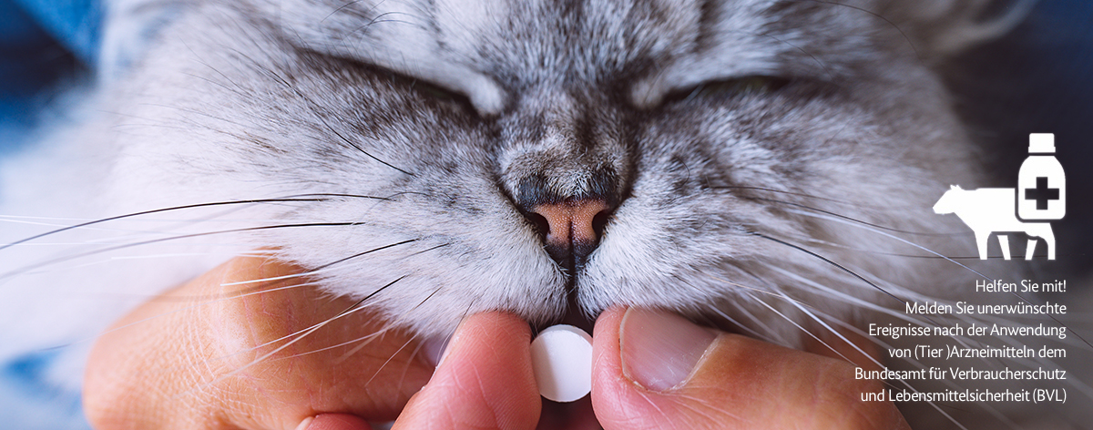 Das Bild zeigt eine Katze, die eine Tablette schluckt. Ebenfalls zu sehen das Logo des Bereichs Tierarzneimittelsicherheit des BVL.