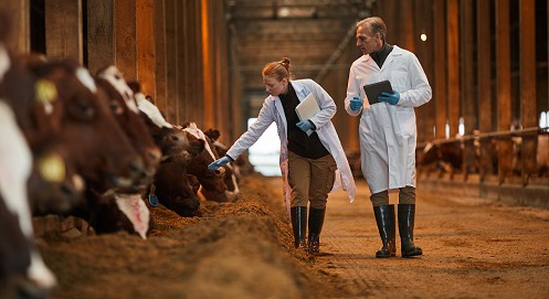 Zwei Veterinäre laufen in einem großen Kuhstall für Milchkühe auf die Kamera zu und inspizieren den Zustand der Tiere