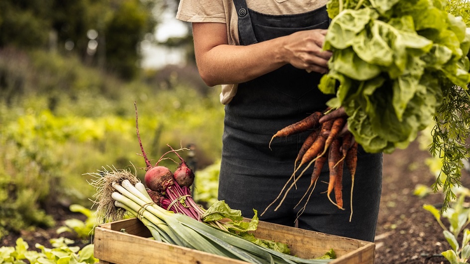 Female farmer arranging freshly picked vegetables into a crate.