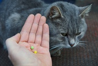 Das Bild zeigt eine Katze und Tabletten