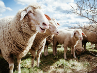 Das Bild zeigt Schafe