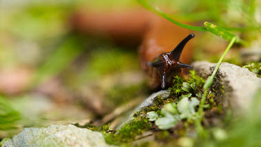 Das Bild zeigt eine Nacktschnecke. (Quelle: Marcus Gloger/ BVL)