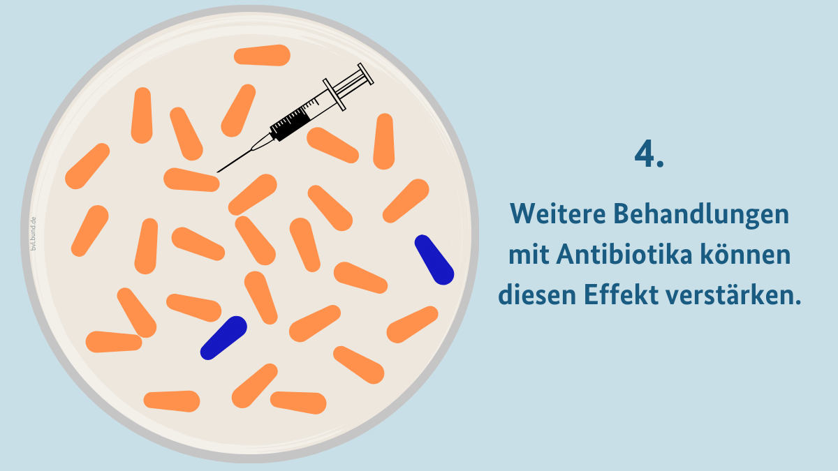 Gemalte Petrischale mit einer Spritze und noch mehr orangenen Bakterien. Text: Weitere Antibiotikagaben können diesen Effekt noch verstärken.